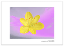 Cargar la imagen en el visor de la galería, Azucena amarilla
