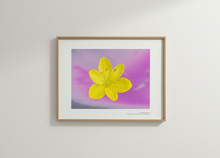 Cargar la imagen en el visor de la galería, Azucena amarilla
